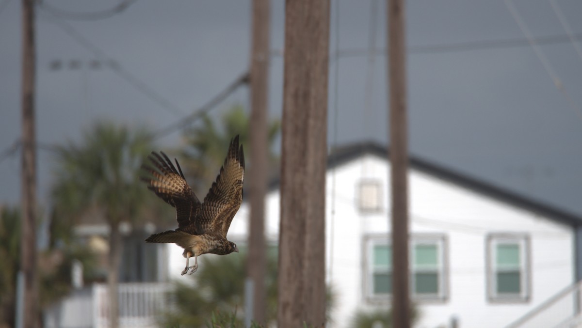 Yellow-headed Caracara - ML627856041