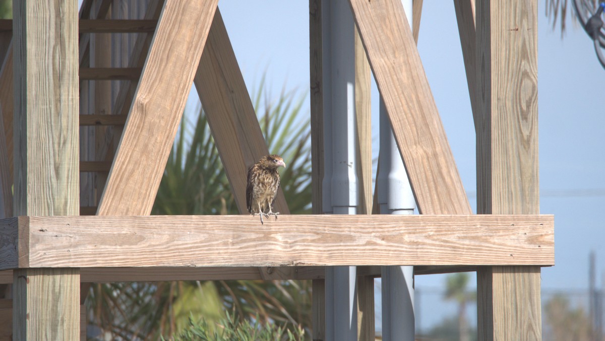 Yellow-headed Caracara - ML627856042