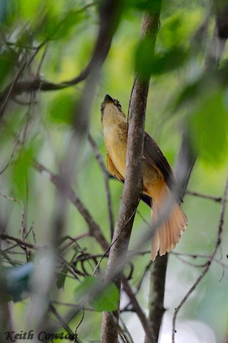 Tropical Royal Flycatcher (Northern) - ML627856137