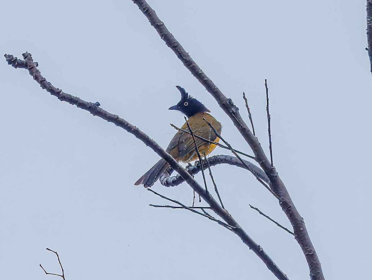 Black-crested Bulbul - ML627856157