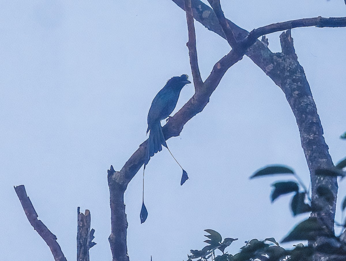 Greater Racket-tailed Drongo - ML627856193