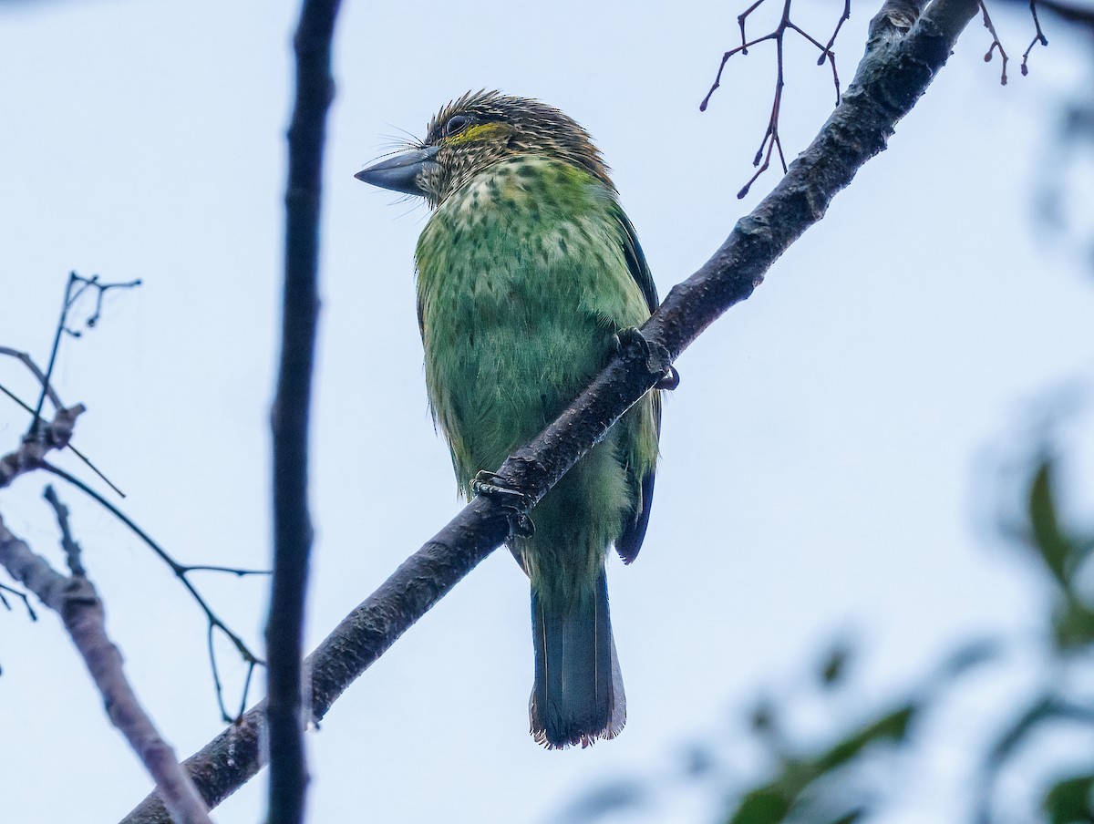 Green-eared Barbet - ML627856196