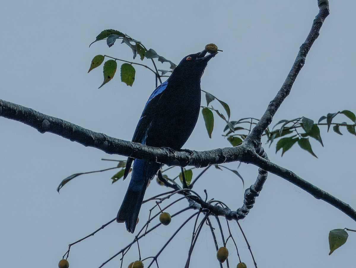 Asian Fairy-bluebird - ML627856199