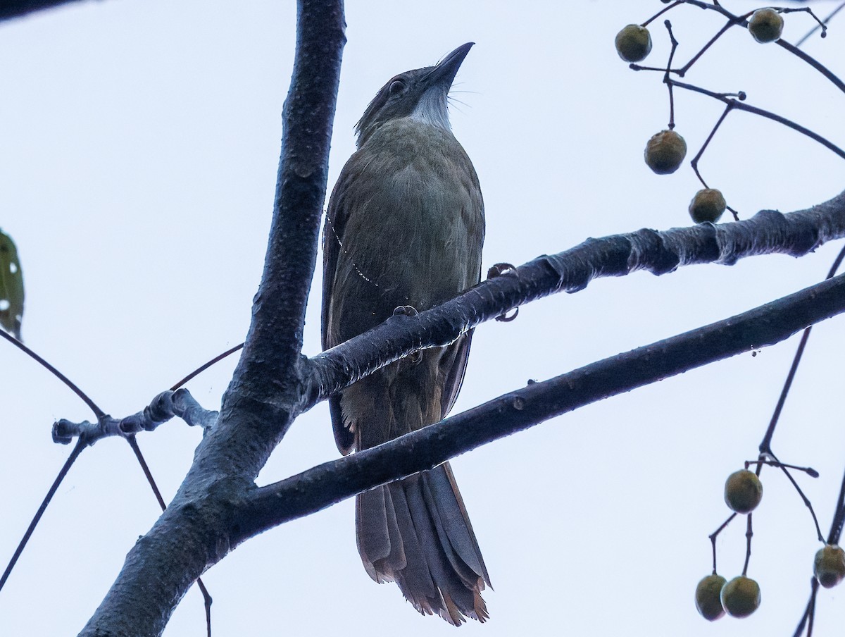 Ochraceous Bulbul - ML627856207