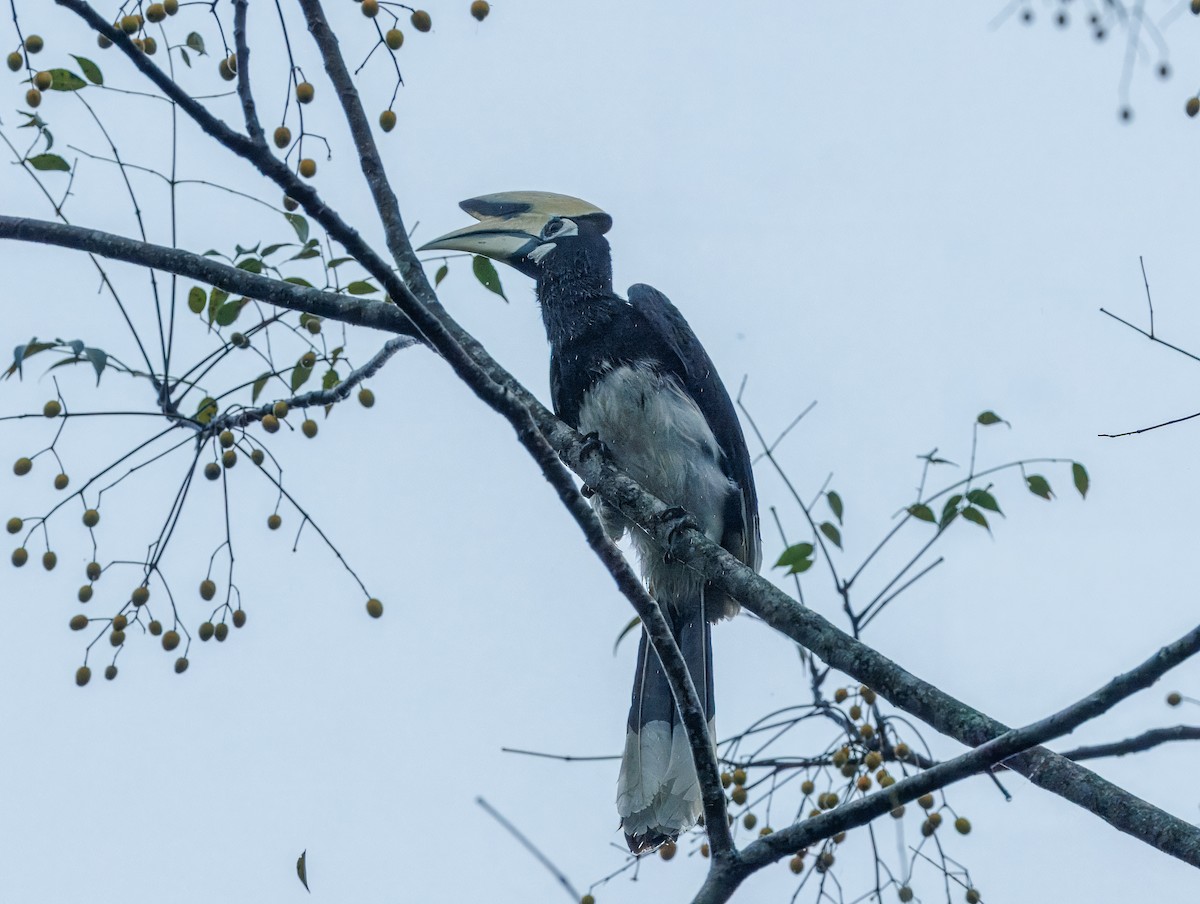 Oriental Pied-Hornbill - ML627856215