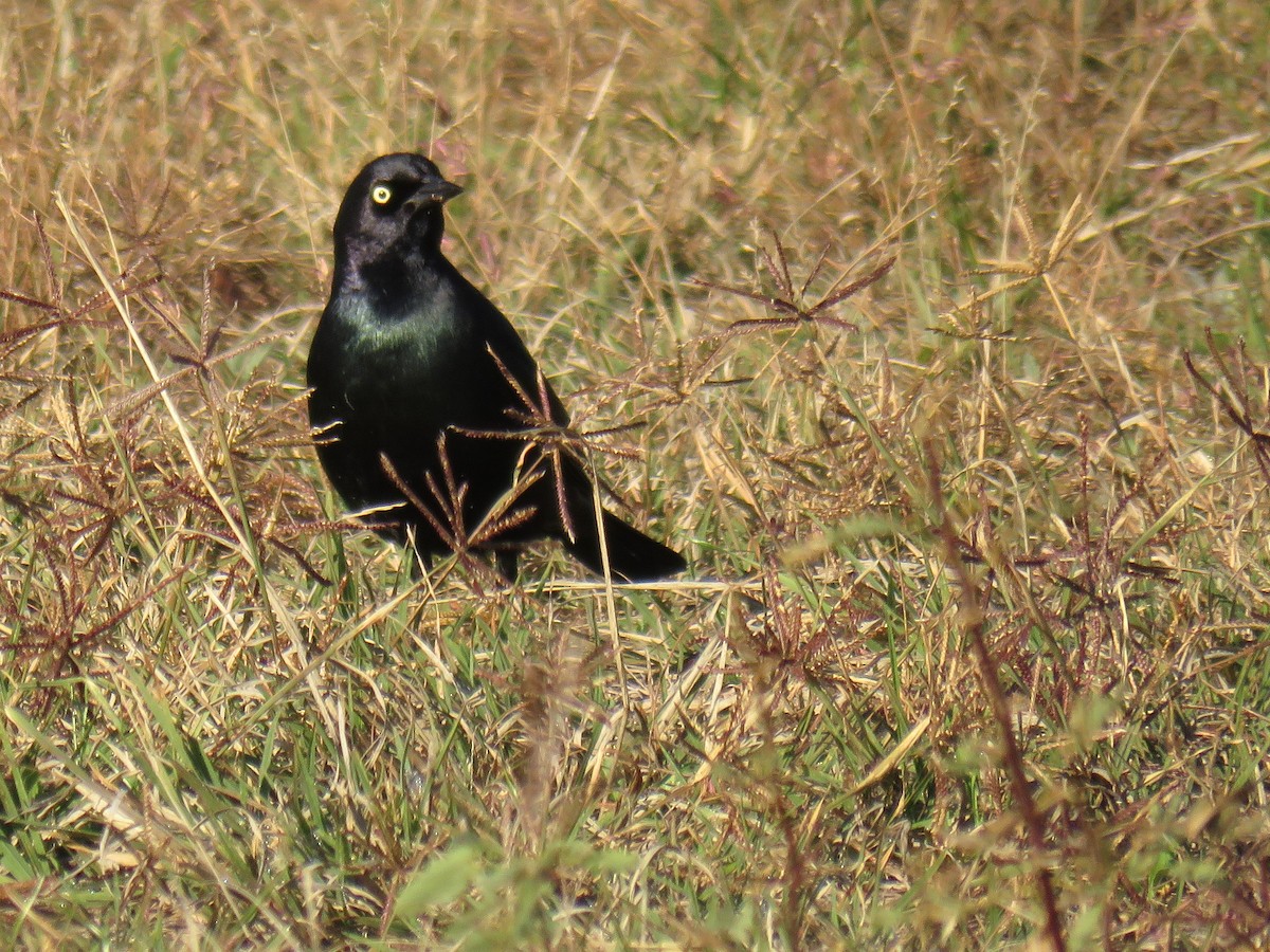 Brewer's Blackbird - ML627856255