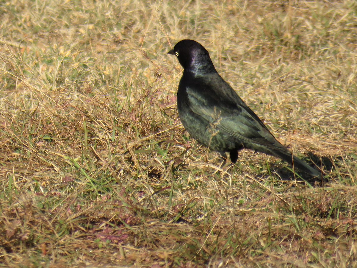 Brewer's Blackbird - ML627856256
