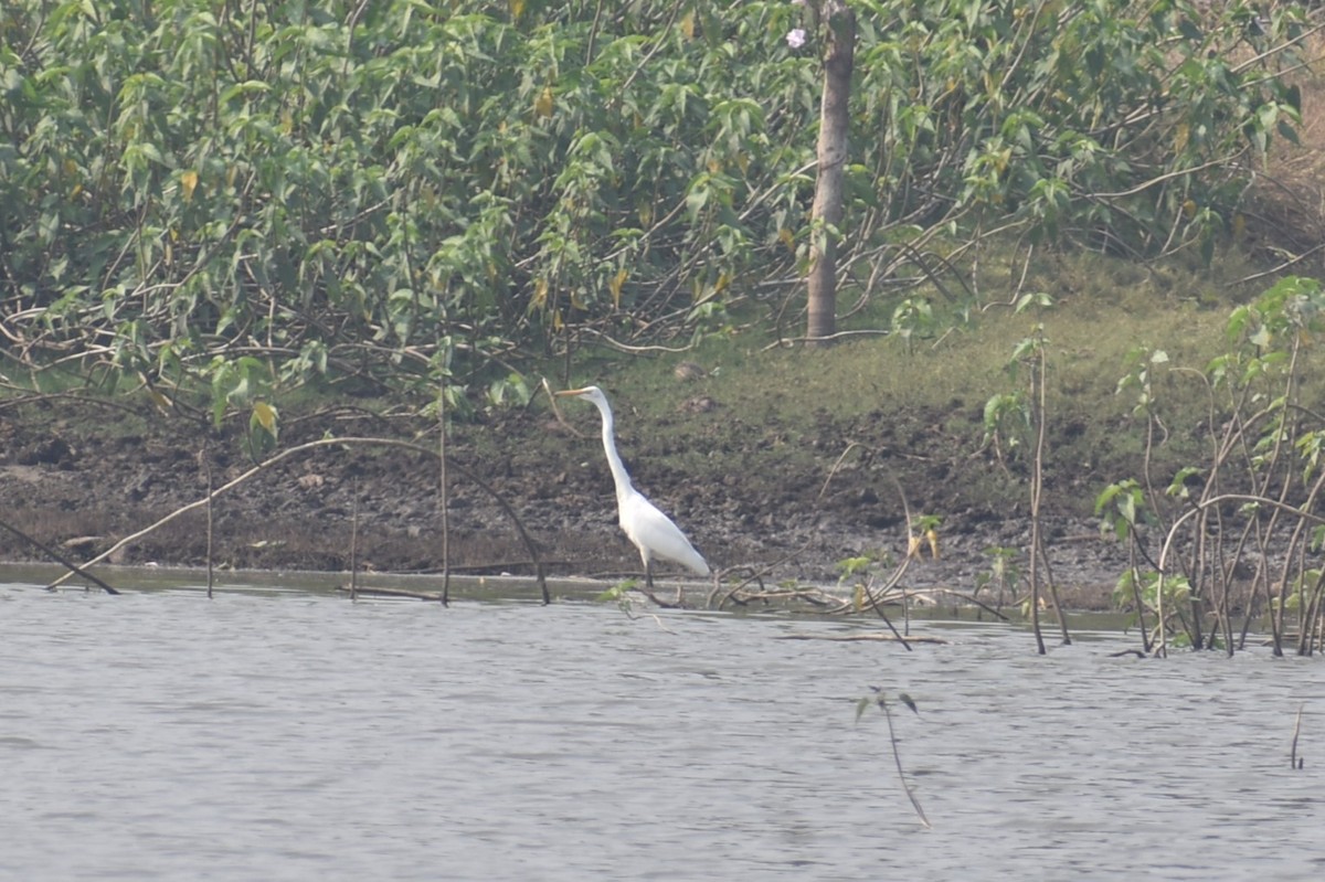 white egret sp. - ML627856303