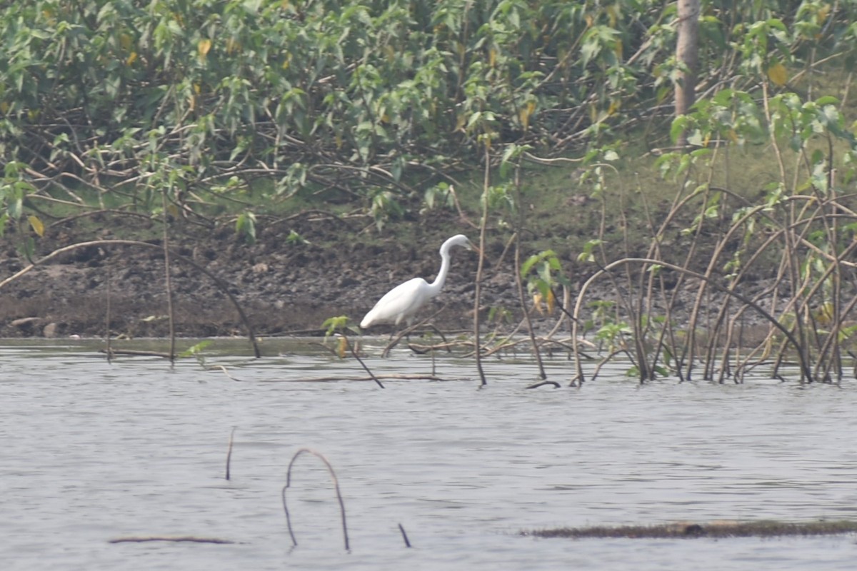 white egret sp. - ML627856304