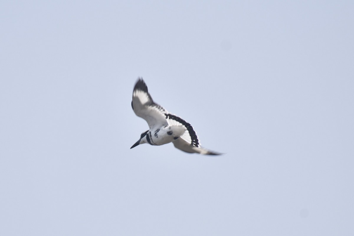 Pied Kingfisher - ML627856348