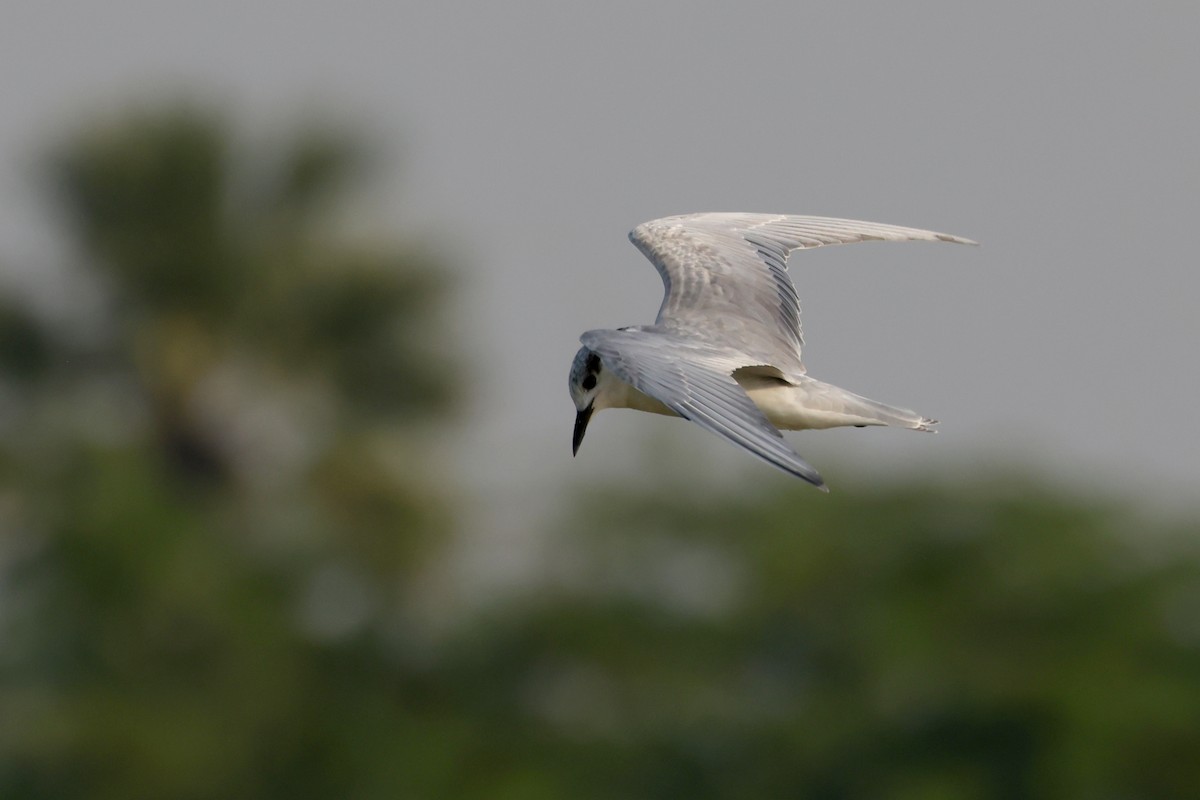 Whiskered Tern - ML627856391