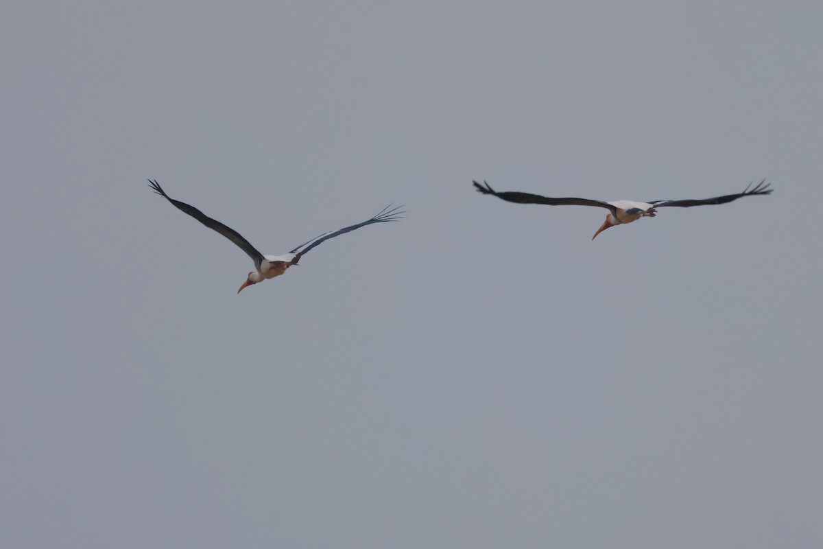 Painted Stork - ML627856419