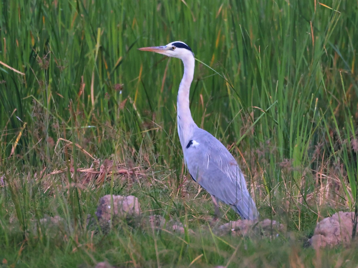 Gray Heron - ML627856439