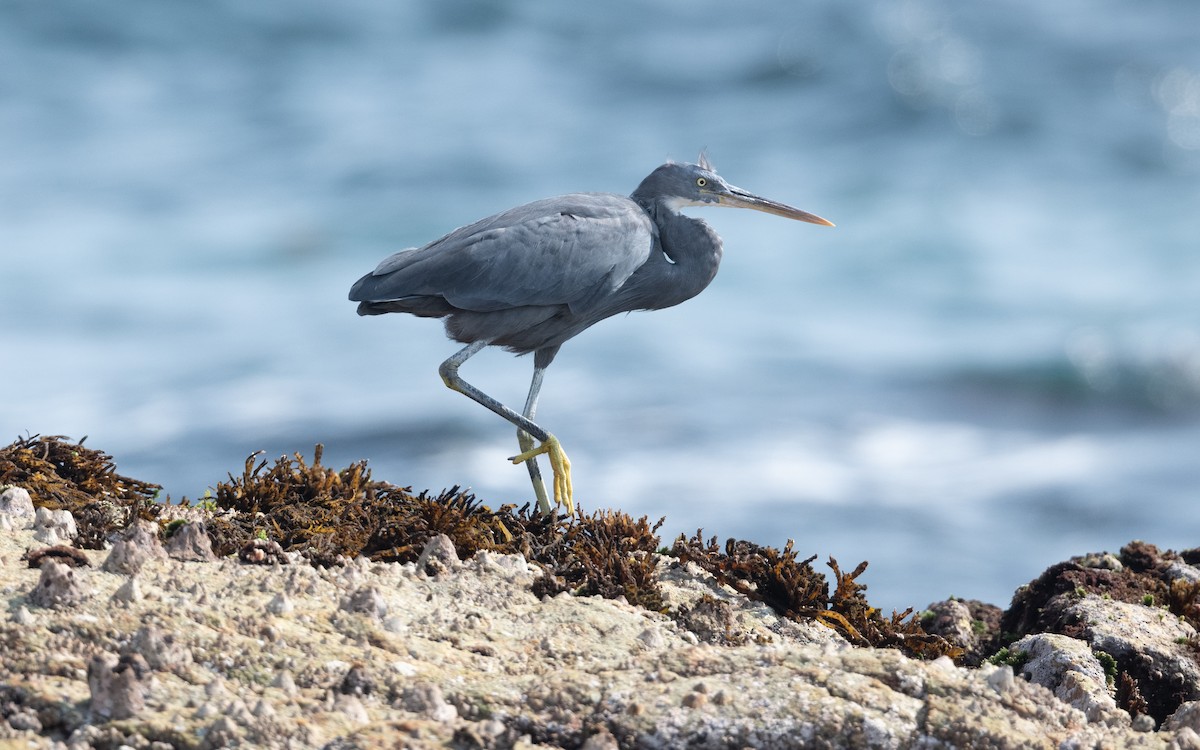 Western Reef-Heron - ML627856476