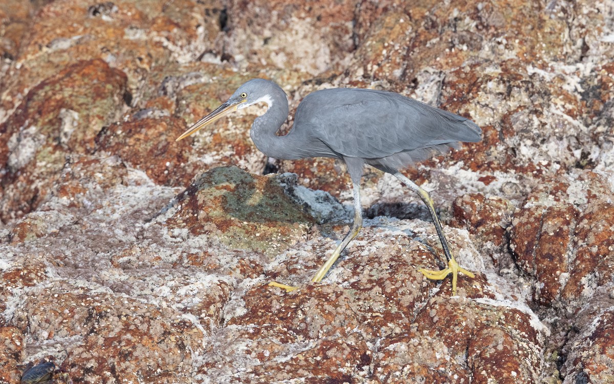 Western Reef-Heron - ML627856477