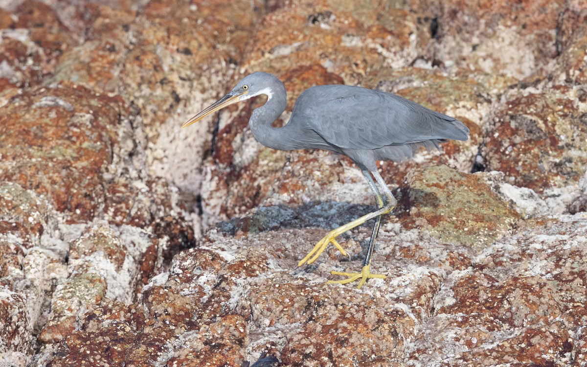 Western Reef-Heron - ML627856478