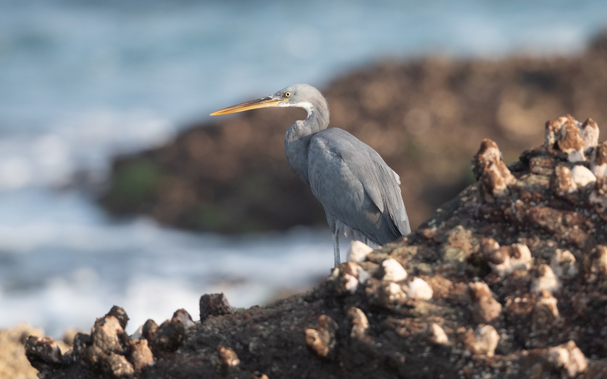 Western Reef-Heron - ML627856479