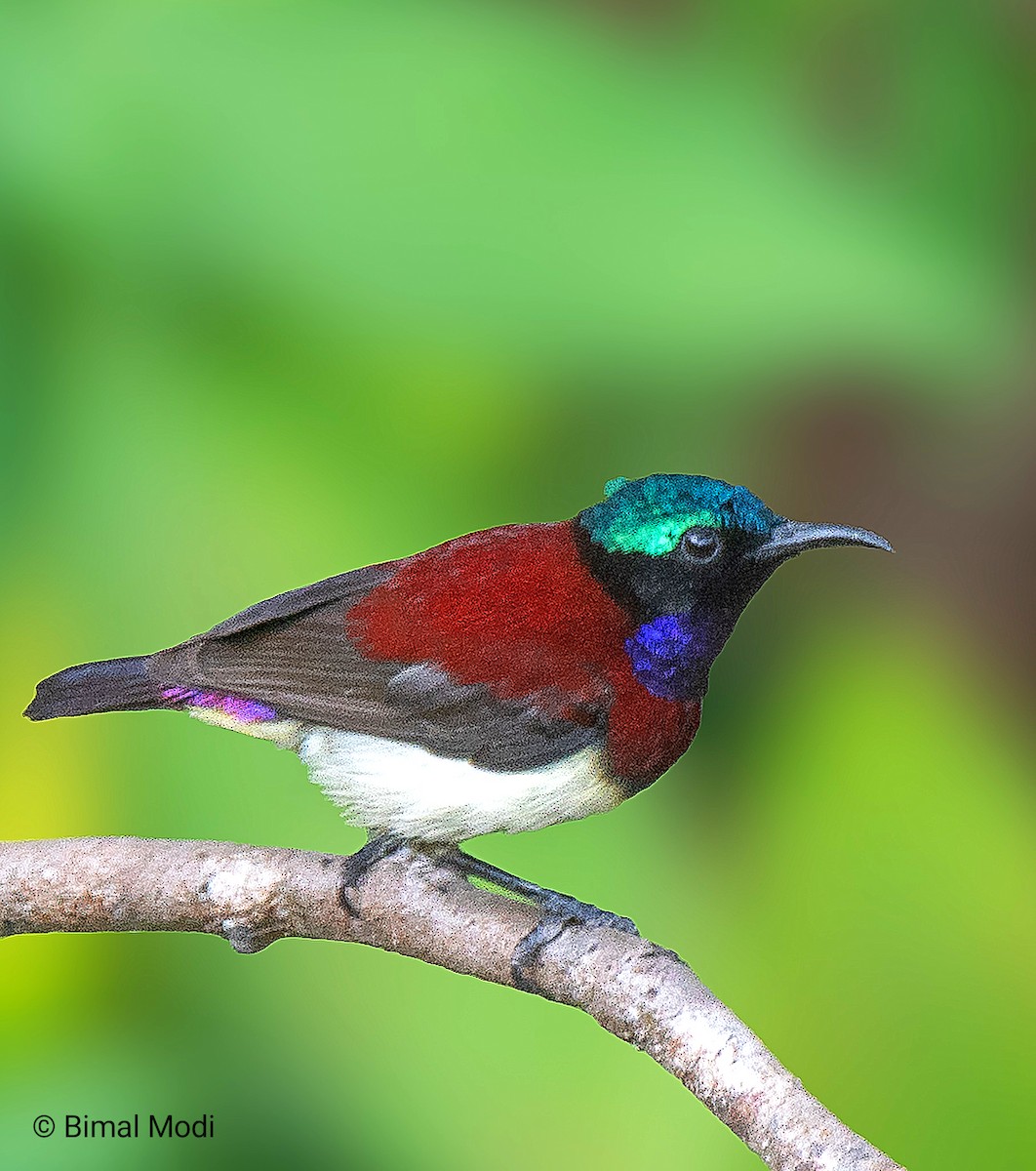 Crimson-backed Sunbird - ML627856504