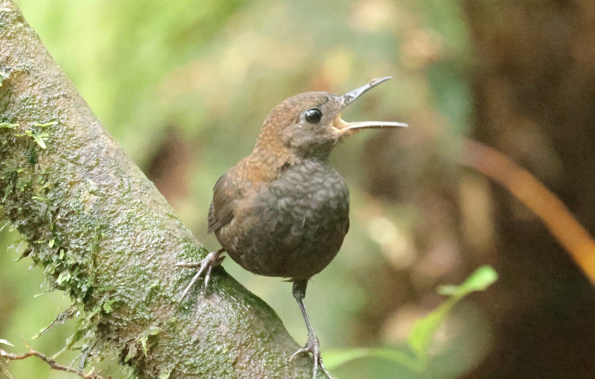 Nightingale Wren - ML627856511