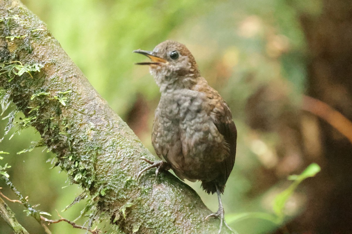Nightingale Wren - ML627856512