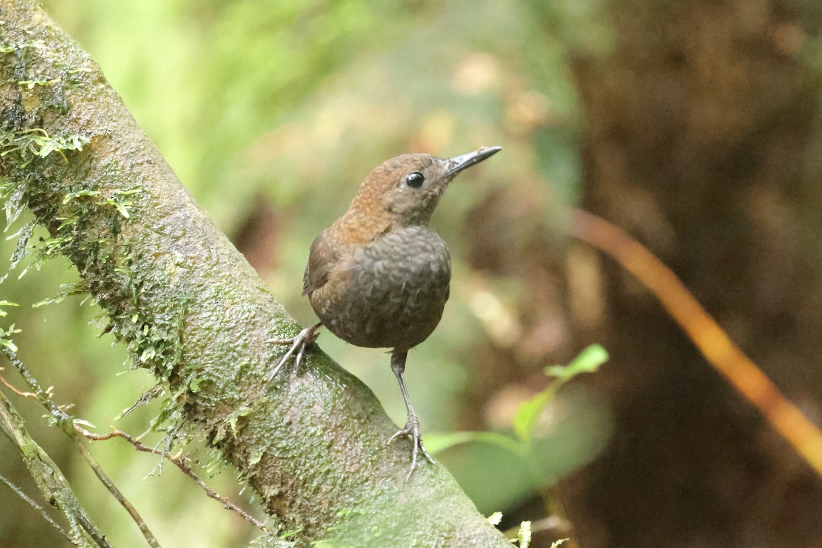 Nightingale Wren - ML627856514