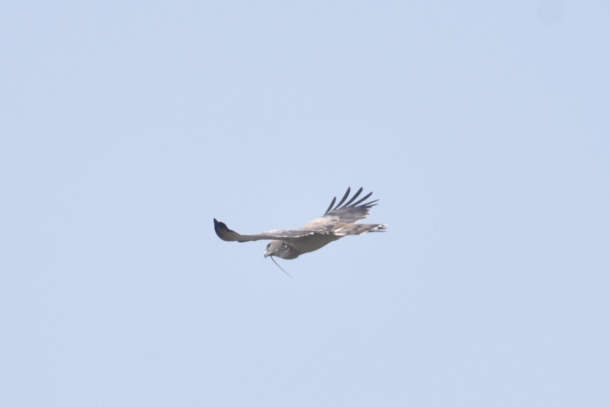 Short-toed Snake-Eagle - ML627856544