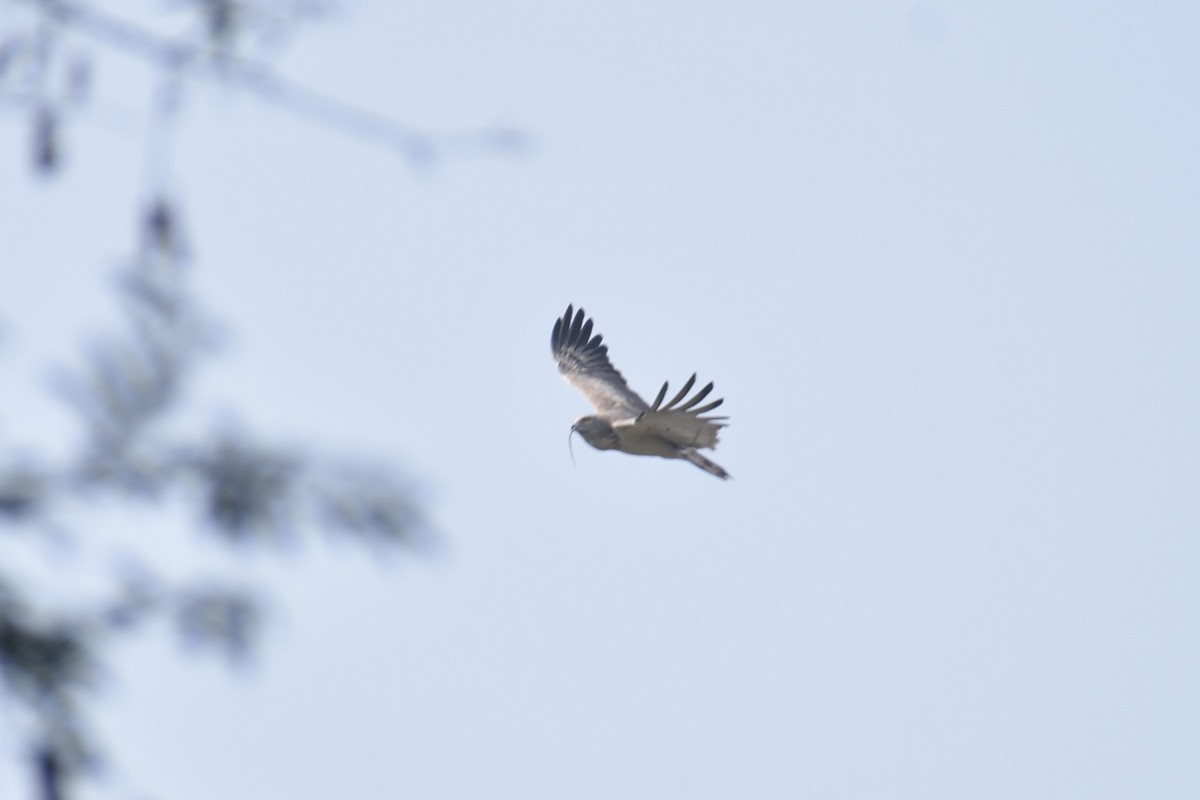 Short-toed Snake-Eagle - ML627856546