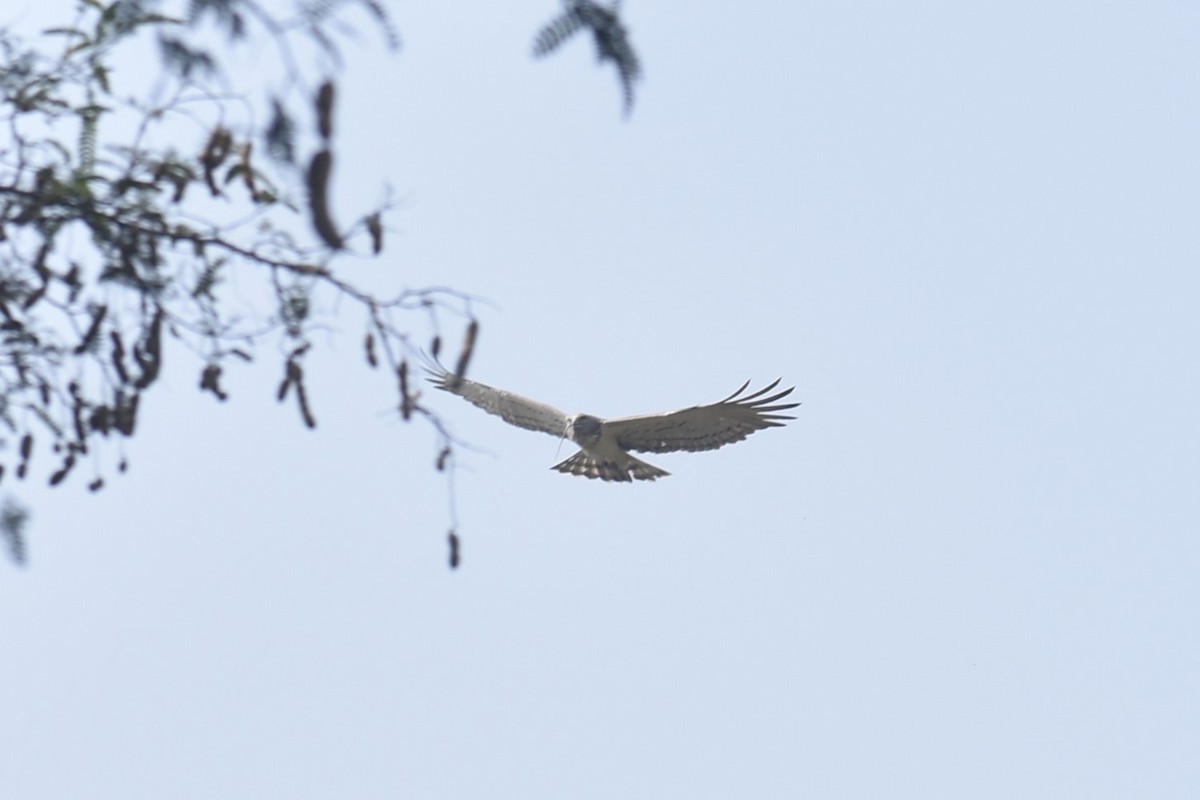 Short-toed Snake-Eagle - ML627856547