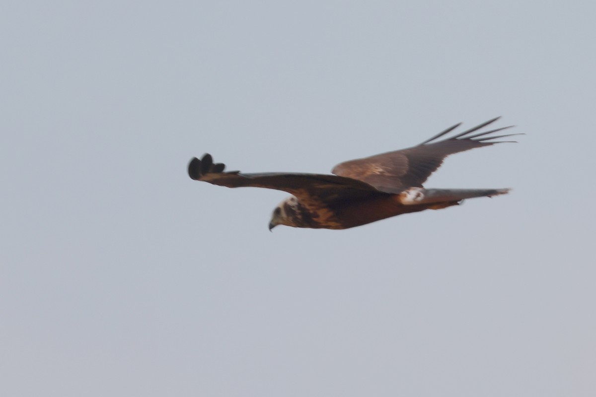 Eastern Marsh Harrier - ML627856548