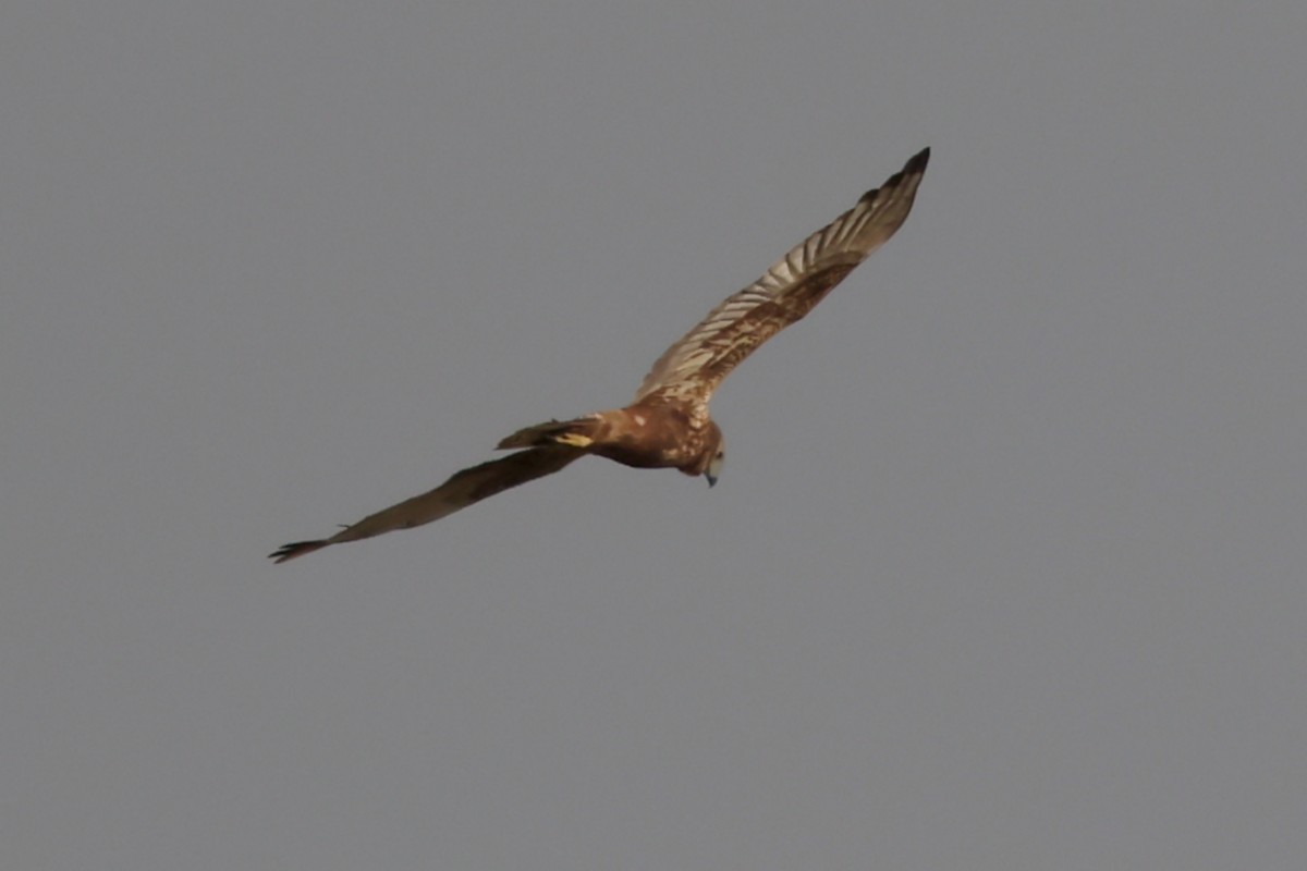 Pied Harrier - ML627856561