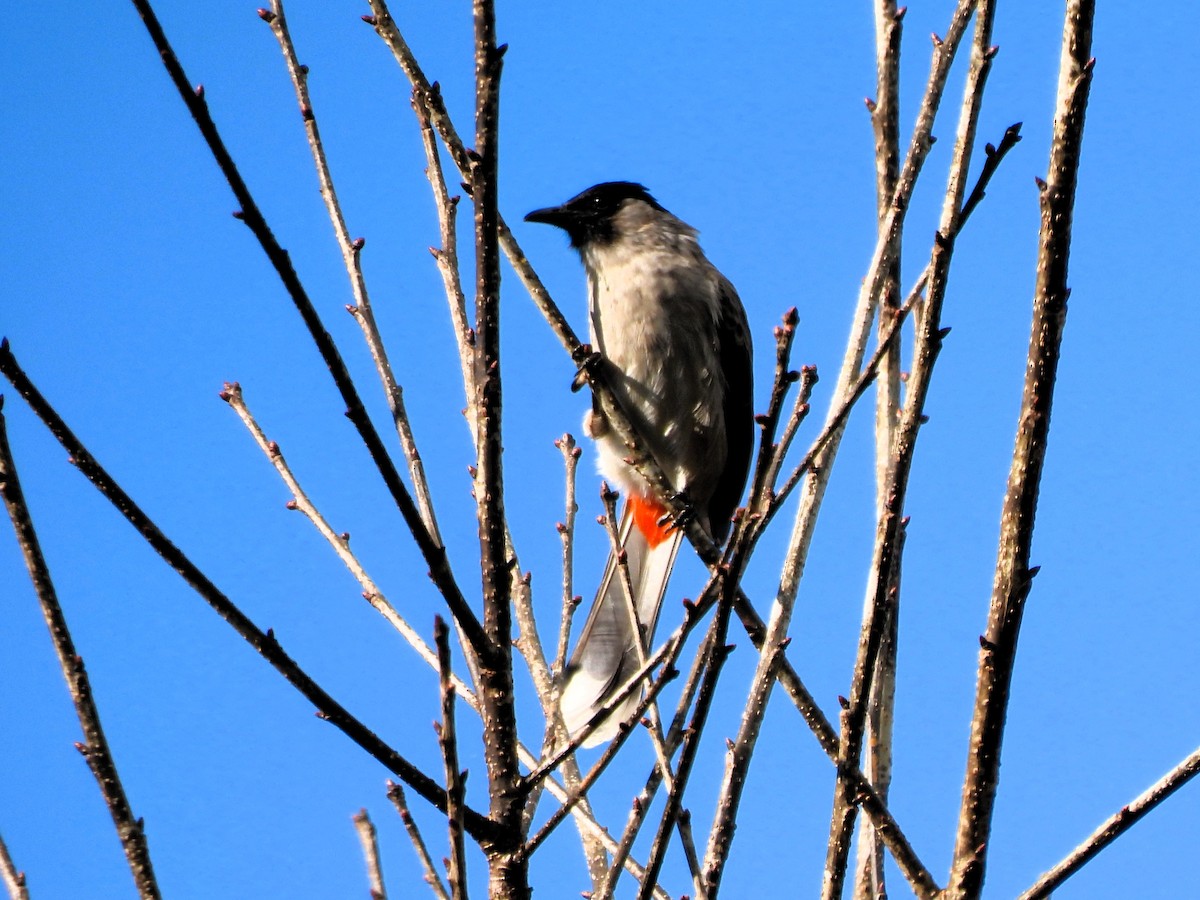 Bulbul cul-d'or - ML627856609