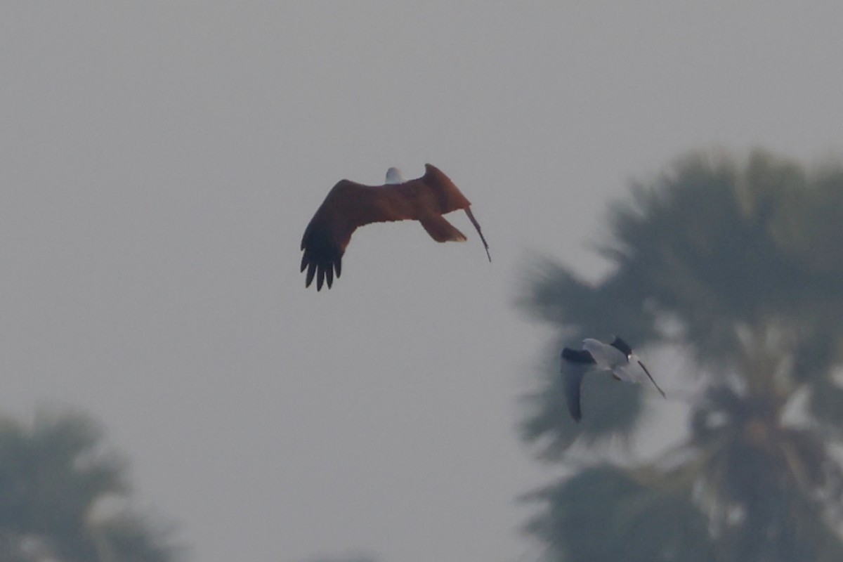 Brahminy Kite - ML627856673