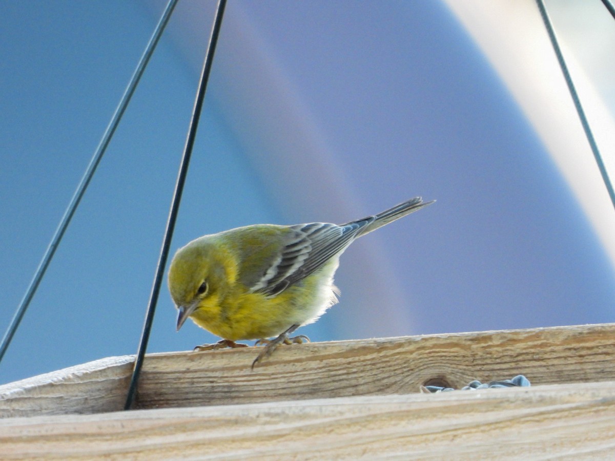 Paruline des pins - ML627856677