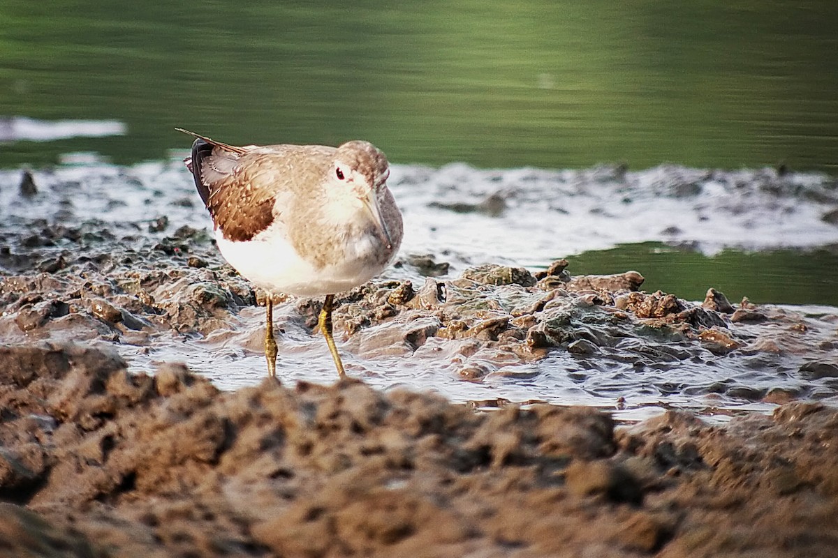 Solitary Sandpiper - ML627856798