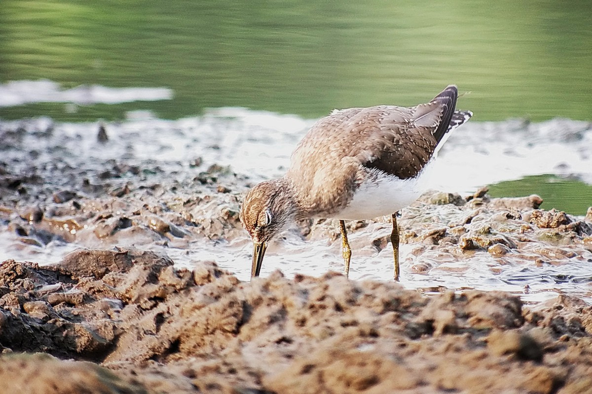 Solitary Sandpiper - ML627856799