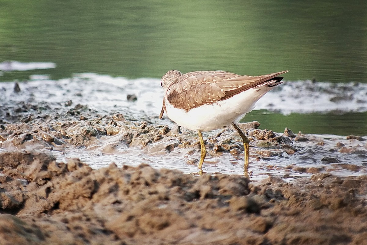 Solitary Sandpiper - ML627856800
