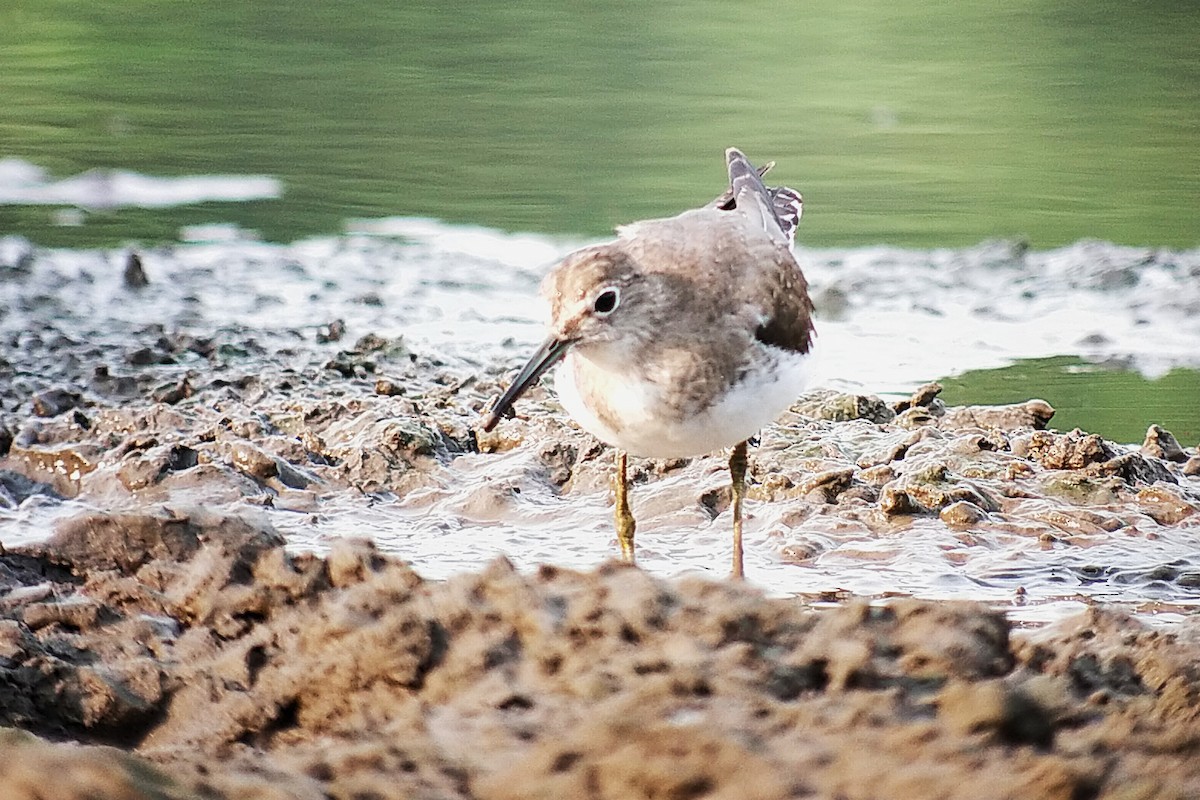 Solitary Sandpiper - ML627856801