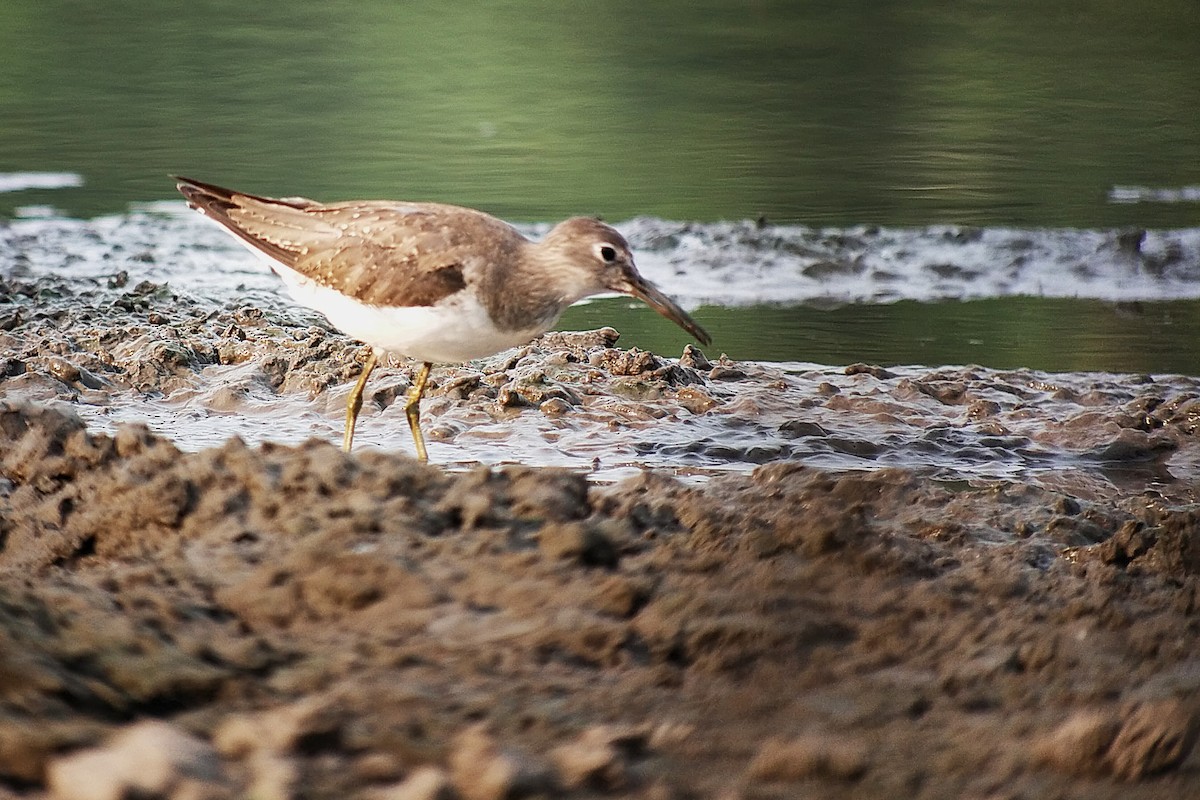 Solitary Sandpiper - ML627856802