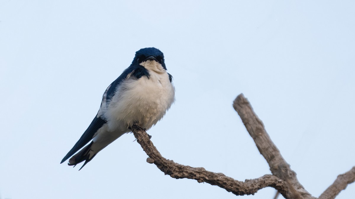Pied-winged Swallow - ML627856803
