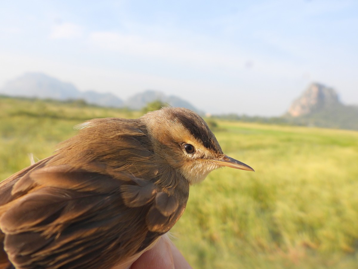 Black-browed Reed Warbler - ML627856850