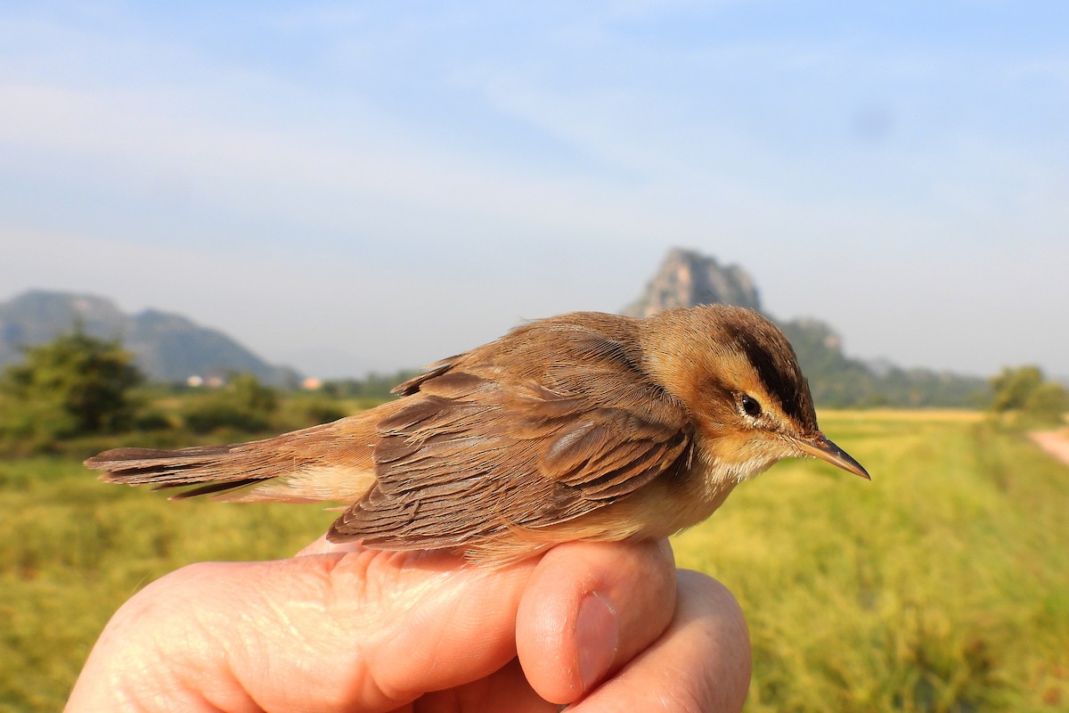 Black-browed Reed Warbler - ML627856852