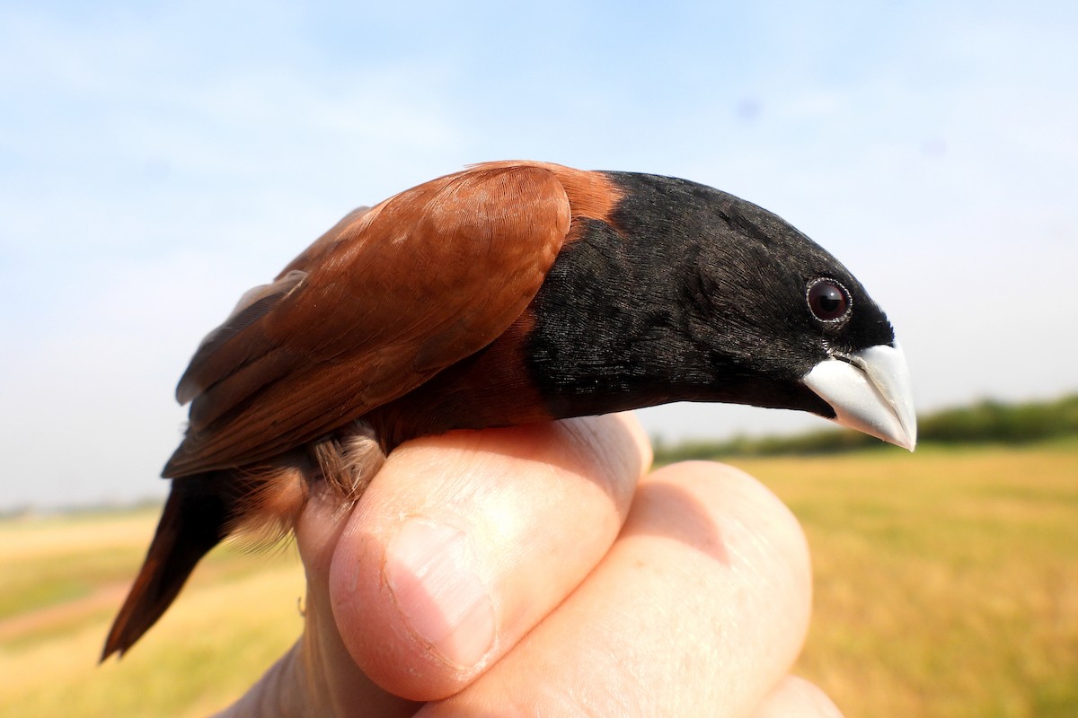 Chestnut Munia - ML627856981