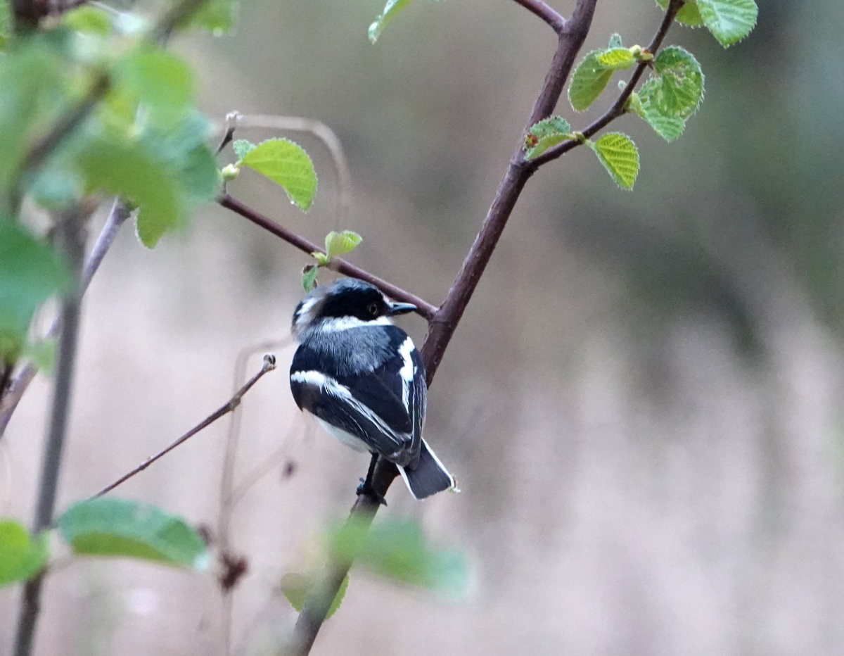 Pygmy Batis - ML627857061