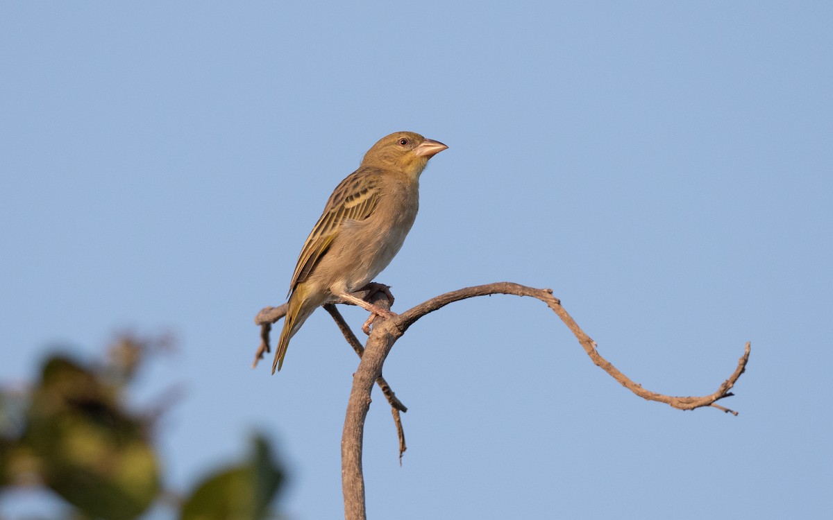 Rüppell's Weaver - ML627857098