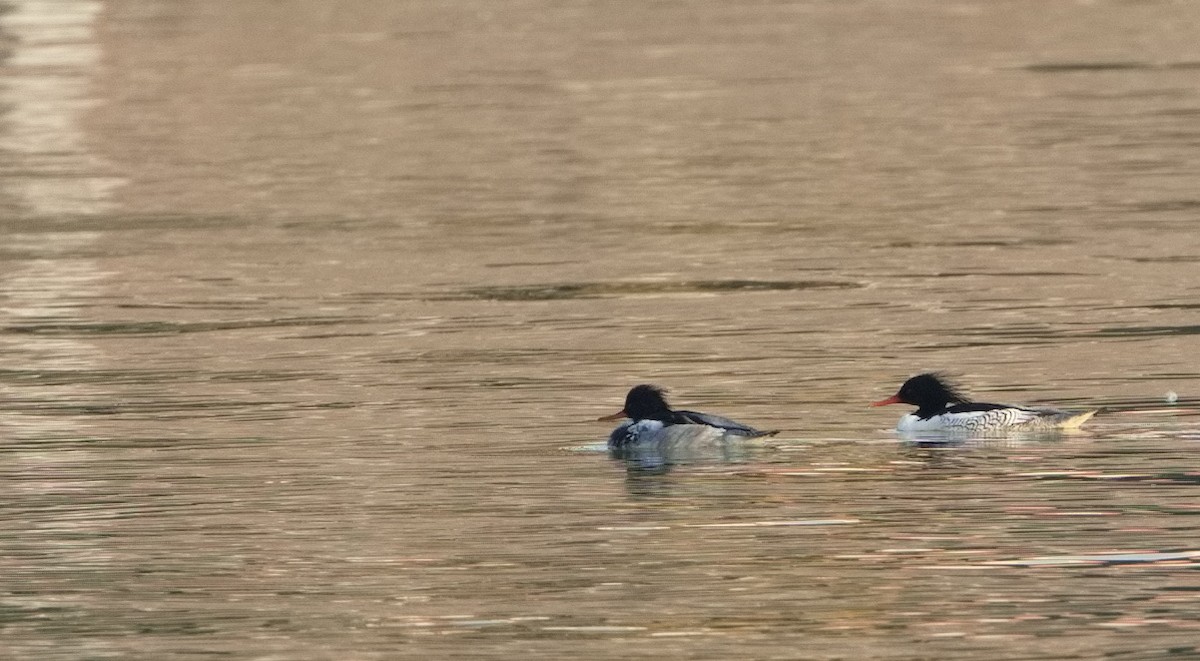 Scaly-sided Merganser - ML627857178