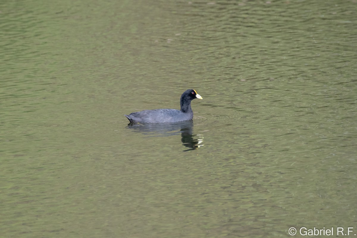 Weißflügel-Blässhuhn - ML627857235