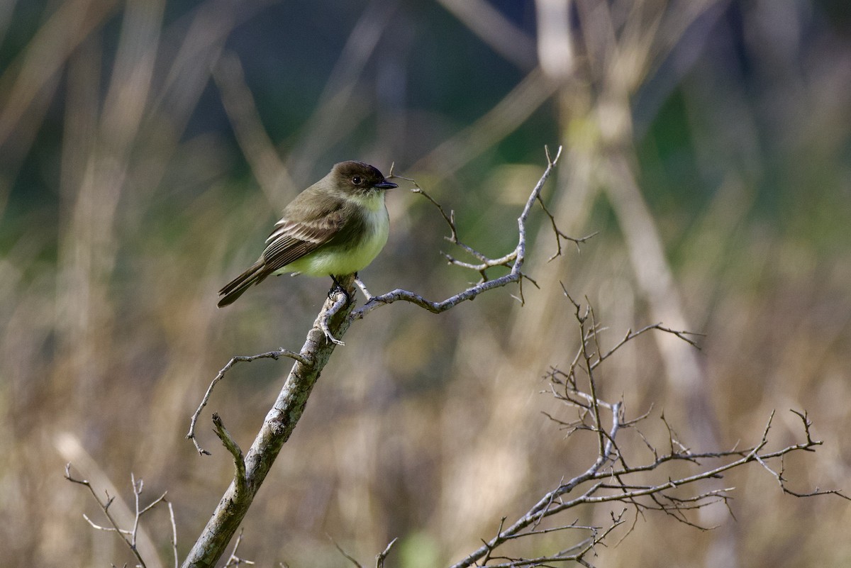 Eastern Phoebe - ML627857267