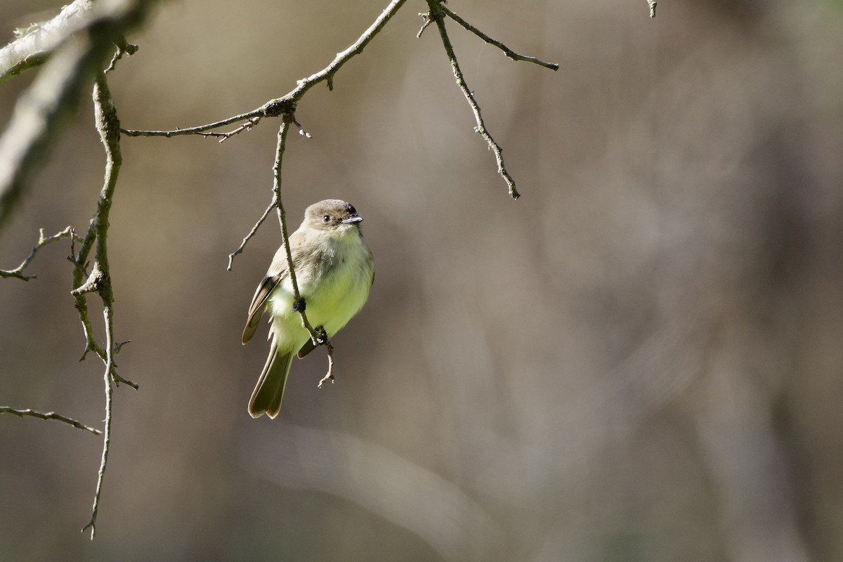 Eastern Phoebe - ML627857268