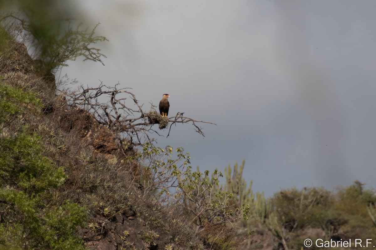 Crested Caracara - ML627857271