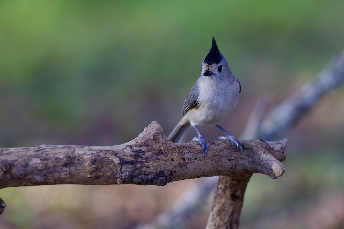 Black-crested Titmouse - ML627857278